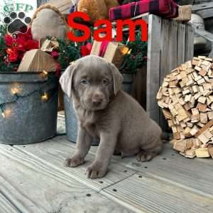 Sam, Silver Labrador Retriever Puppy